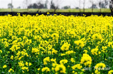 Sarson Ke Khet Golden Mustard Fields Of Punjab