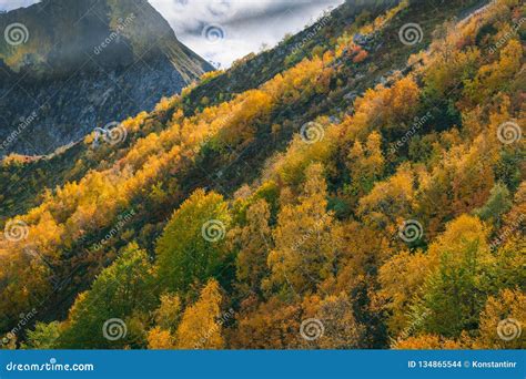 The Slopes Of The Mountains Are Covered With Autumn Forest Shrubs And