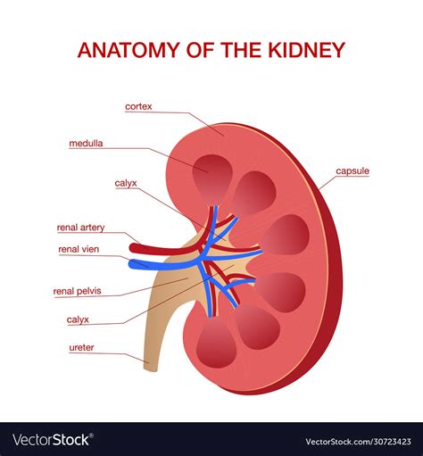 Human Kidney Medical Diagram With A Cross Section Vector Image