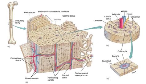 Histology Of Compact Bone Diagram Fruit Microscopic Structure Of
