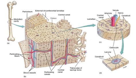 Each group of concentric circles (each tree) makes up the microscopic structural unit of compact bone called an osteon (this is also called a haversian. Compact bone tissue | Bones, Anatomy and physiology, Anatomy