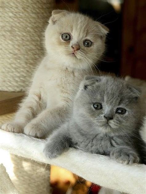 cutest kittens  photographed   world pictures video reckon talk