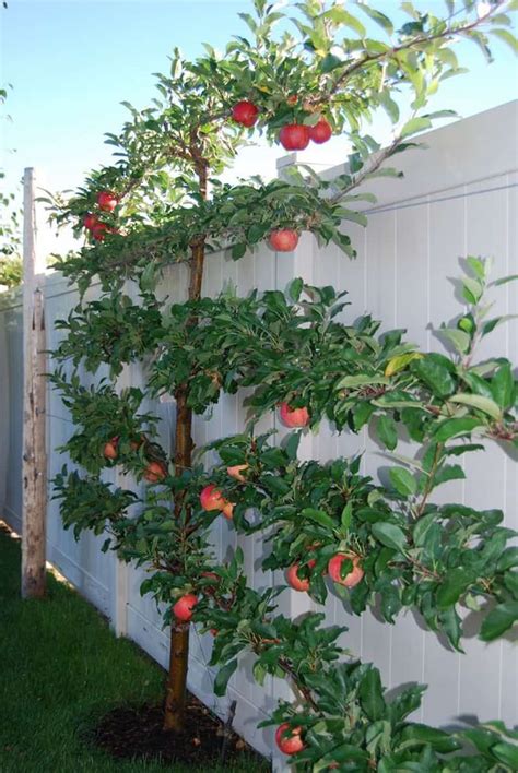 How To Grow Espalier Fruit Trees