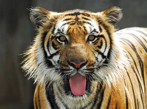 Stream harimau malaya, a playlist by roy kage from desktop or your mobile device. Harimau Malaya | MEMANG RIZALIS ENT. | Flickr