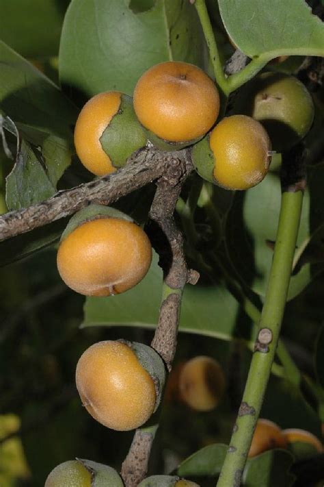 Polynesian Produce Stand ~jakkalberry~ Bushveld Persimmon African