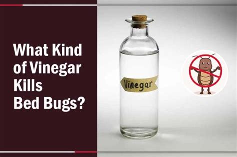 Does Vinegar Kill Bed Bugs Heres How To Use It