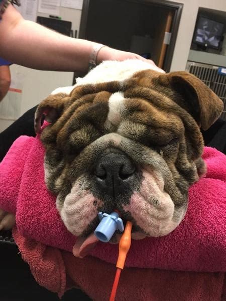 Almost home bulldog rescue is a non profit, charitable 501(c)3 organization in phoenix, adopt english bulldog and french bulldog companions. Support Pacific NW Bulldog Rescue & Help Us Rescue ...