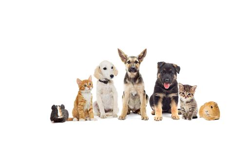 Learn about the different pet insurance coverage options, costs and find a pet insurance company. National Pet Month - promoting responsible pet ownership ...