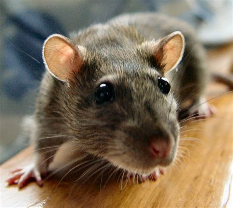 Weil's disease from a pet rat | Worms & Germs Blog