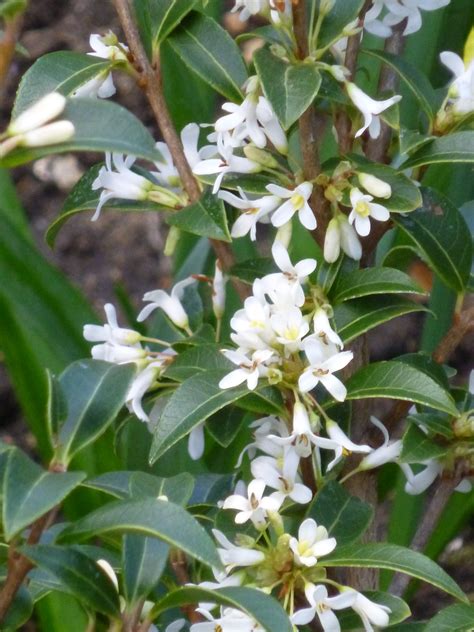 Osmanthus X Burkwoodii Rounded Evergreen Shrub Approx 2 3l