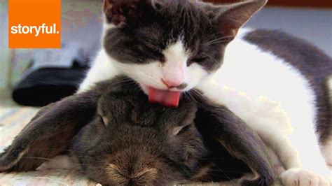 4k00:09closeup view 4k video portrait of happy guinea pig eating fresh green grass outdoors. Cute Cat Gives Tongue Bath To Bunny Friend (Storyful, Cats ...