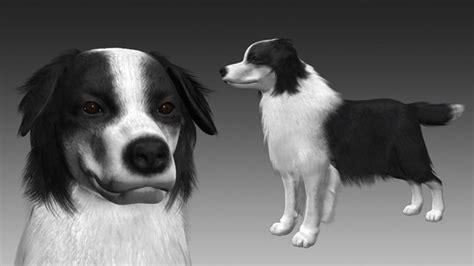 Border Collie Bordernese Dog 3d Animated Cgtrader
