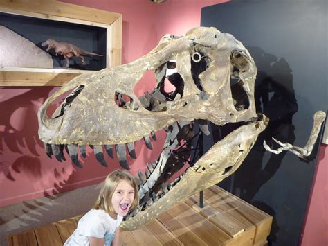 You Can Touch Dinosaur Bones At The Morrison Natural History Museum