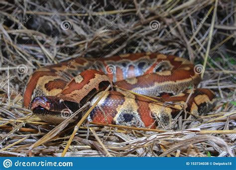 Sumatran Red Blood Python Python Brongersmai Stock Photo Image Of