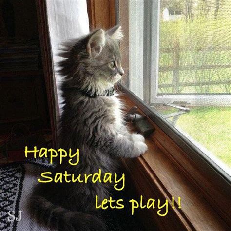 Pin By Esme Wandrag On Saturday Happy Saturday Saturday Cats