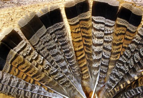 Bird Feathers Ruffed Grouse Crafting Tail Feathers Upland Etsy