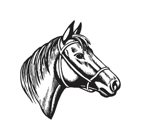 Horse Head Drawing By Csa Images Fine Art America
