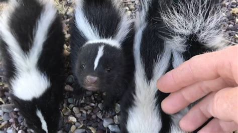 Can Baby Skunks Spray You Captions Lovely