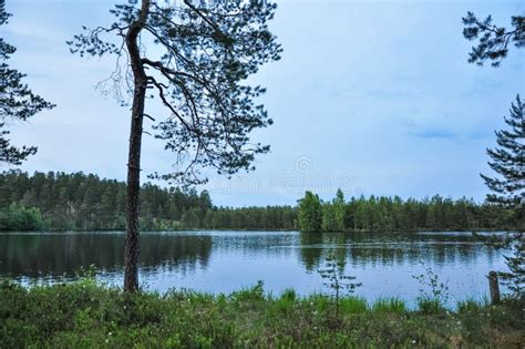 Forest Lake Landscape With Pine Trees On The Shore Stock Photo Image