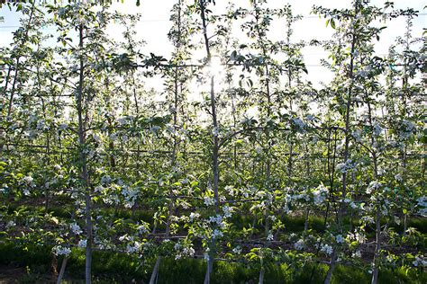 Apple Orchards Vertical Axis Orchard System Selah Eastern Washington Joel Rogers