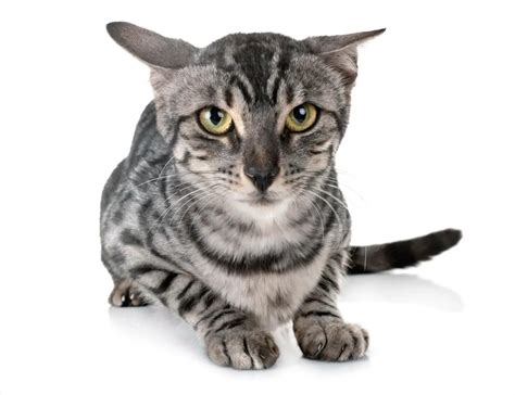 Silver Domestic Bengal Cats