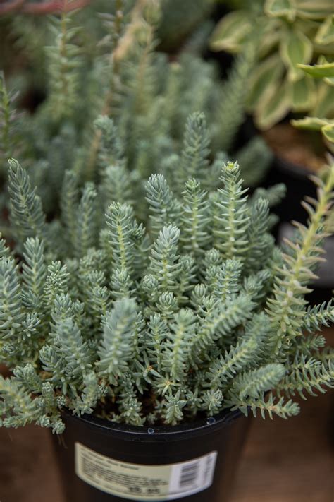 Once you have the container cleaned out, you can begin the planting of the cactus in your terrarium. Blue Spruce Stonecrop | Growing succulents