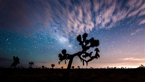 Why You Should Go To Joshua Tree National Park
