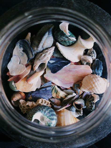 Sea Shells Pictures Download Free Images On Unsplash