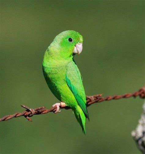 Green Rumped Parrotlet