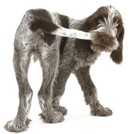 11 Dog Tail Shapes And 10 Impressive Facts About Dog Tail √ The Secrets