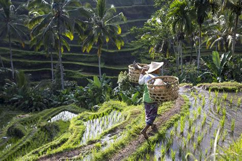 why ubud is the best area to stay in bali viceroy blog