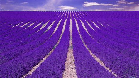 40 Lavender Fields Desktop Wallpaper Wallpapersafari