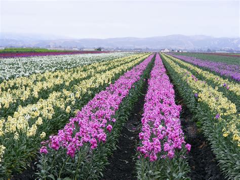 Lompoc, CA | Flower field, Lompoc, Valley of flowers