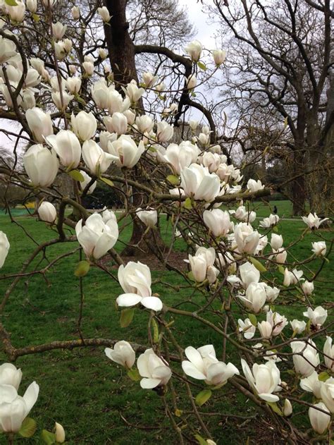 White Flowers Are Blooming On A Tree In The Park