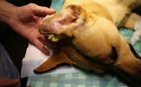 Dog Ear Hematoma Surgery Cost Updated 2023 The Pricer