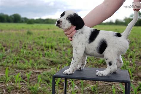 Located in farmerville, la near beautiful lake d'arbonne, our kennel is ready to provide you with the pug puppy you've always wanted! English Setter puppy for sale near Monroe, Louisiana. | 6489a190-5f01