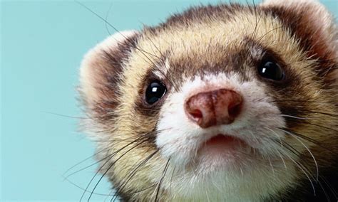 Baby Ferrets Wallpapers Wallpaper Cave