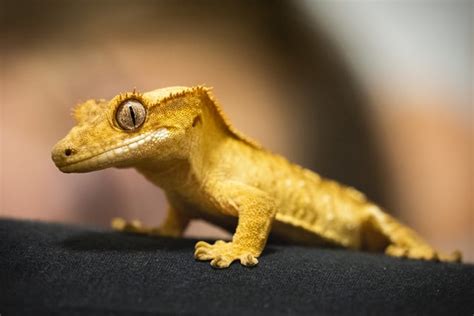 The 6 Best Pet Lizards For The First Time Pet Owners Were All About Pets