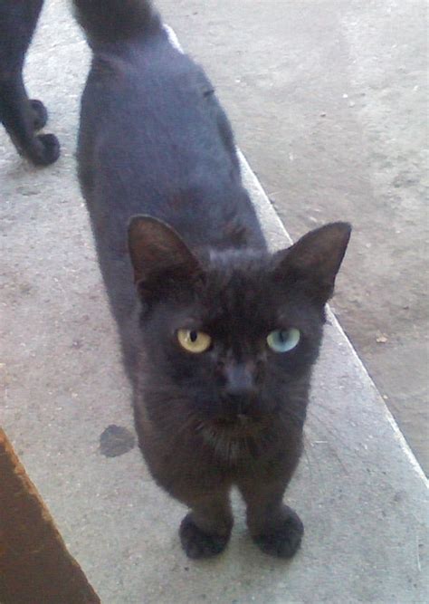 Flickriver Photoset Odd Eyed Black Cat By Chris Yarzab