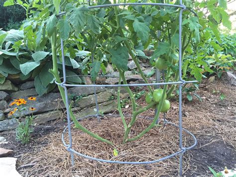 How To Prune A Tomato Plant For Bigger Harvest Bonnie Plants