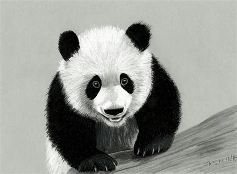 Panda Colored Pencil Drawing By Jasminasusak On Deviantart