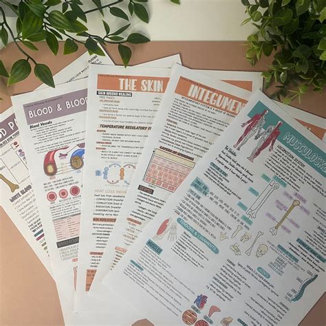 27 Anatomy And Physiology Revision Posters Etsy