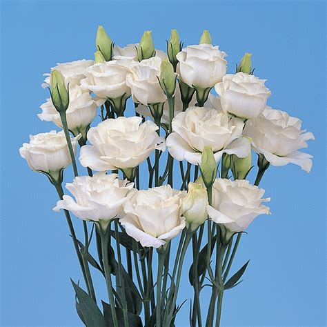Lisianthus F1 Mariachi Pure White 1000ss Flower Seeds India