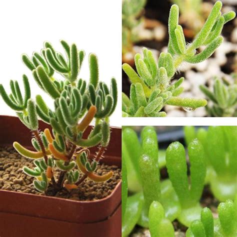 Buy 20pcsbag Green Dicrocaulon Ramulosum Succulents Planting Seeds At