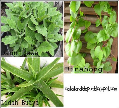 Jahe atau sesuai selera•sereh (lebih banyak lebih baik)•kunyit putih•gula jahe•kunyit•lemon•sereh•madu•air mendidih. Obat Maag (Referensi Kesehatan) | Ilmu Pengetahuan Tak ...