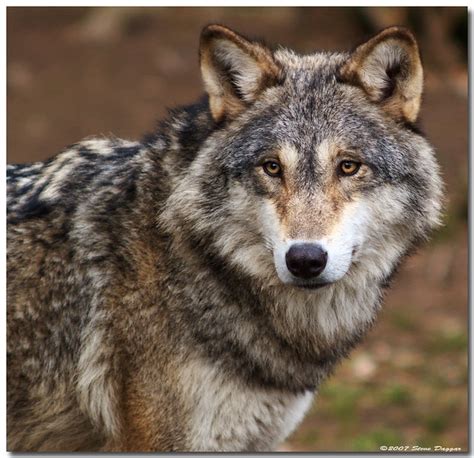 European Wolf Munich Zoo Flickr Photo Sharing