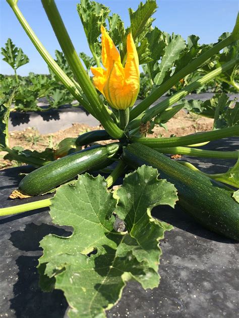 Do pumpkin flowers need to be pollinated? Zucchini variety trial on raised beds | Zucchini's grown ...