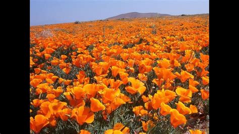 Saidali Rushisvili Field Of Flowers California The Ultimate Southern