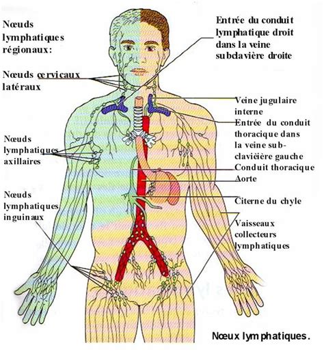 Afficher Limage Dorigine Les Veines Lymphatique Citerne