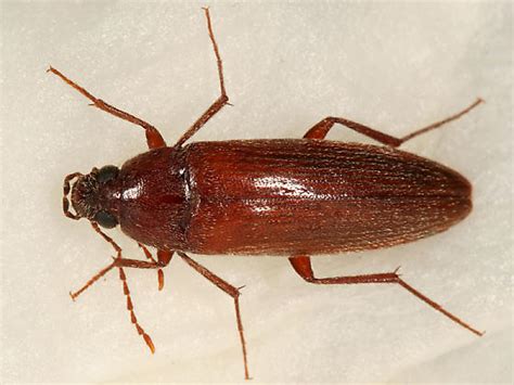 Brown Beetle Synchroa Punctata Bugguidenet